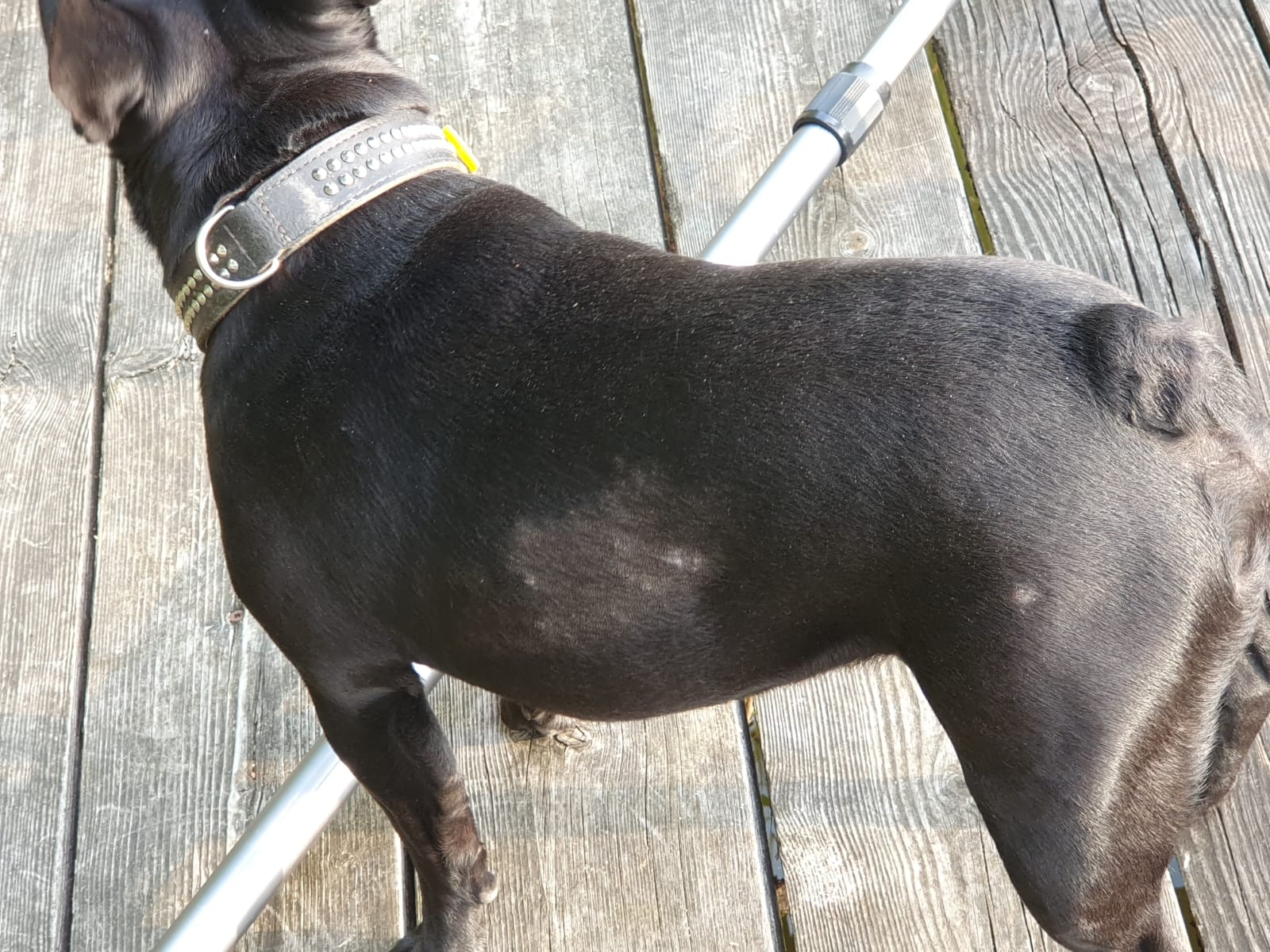 Hund mit Fellverlust als Symbolbild für die Behandlung von Juckreiz und Fellverlust in der Kleintierpraxis Seeburg