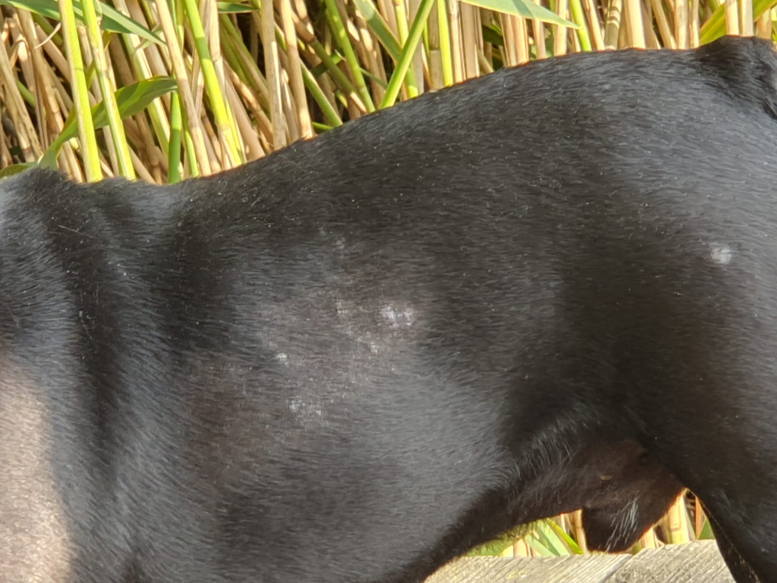 Detailaufnahme Fellverlust an Hund mit dunklem Fell - Behandlung von Fellverlust Kleintierpraxis Seeburg