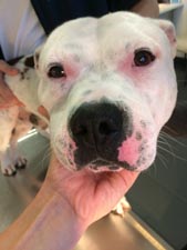 Aufarbeitung von allergisch bedingten Hauterkrankungen 4 weißer Hund mit gerötetem Gesicht - futtermittelallergie.online - Kleintierpraxis Seeburg